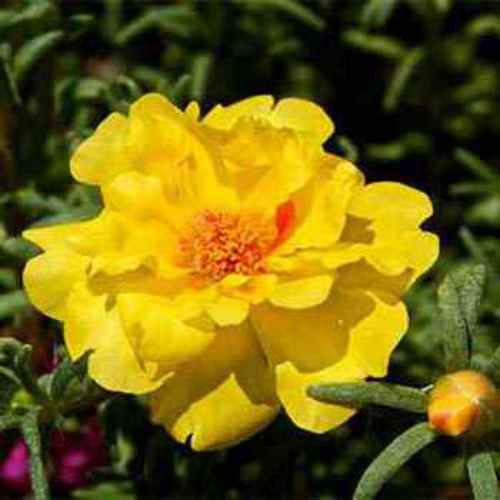 Yellow Moss Rose