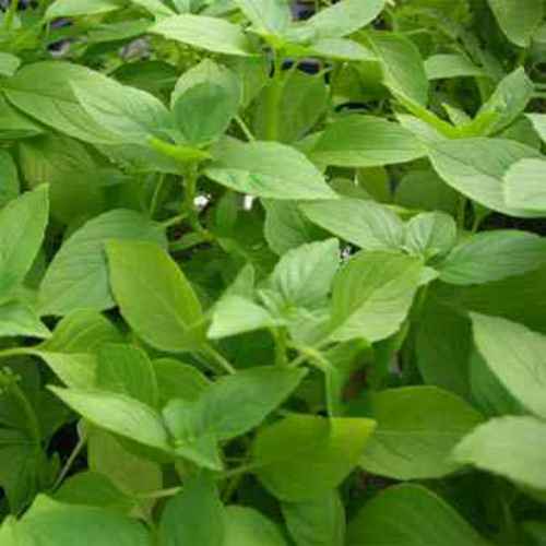 Lemon Basil