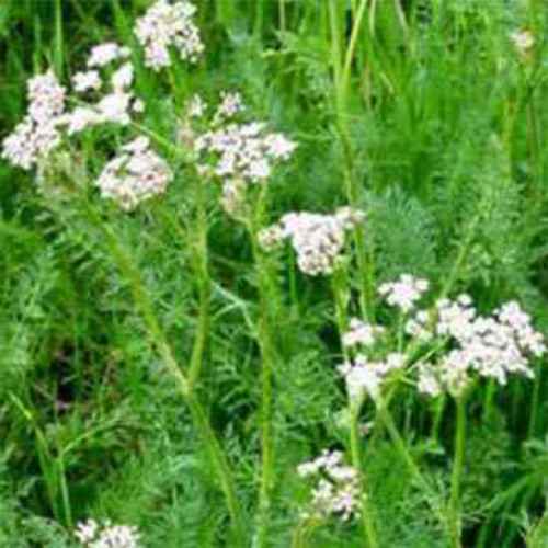 CARAWAY (Carum Carvi) Also Known As, Persian CUMIN