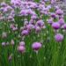 Chives Field