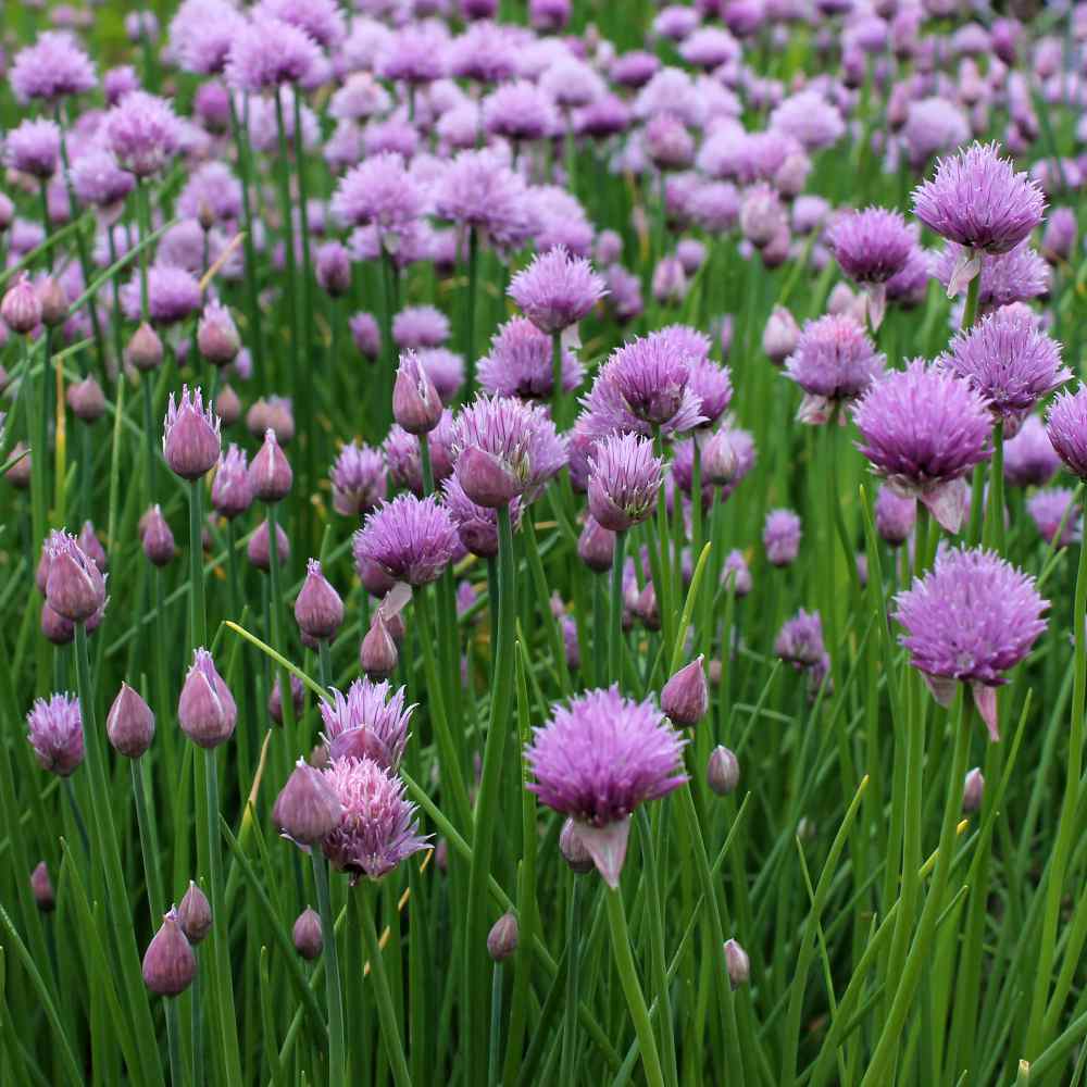 Chives Seed Chives Herb Seeds