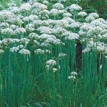Chives Garlic