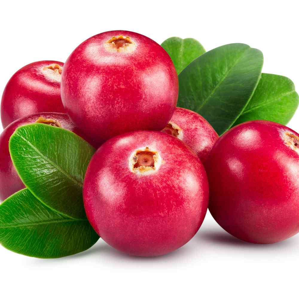 Buy Vaccinium Macrocarpon Cranberry Seeds