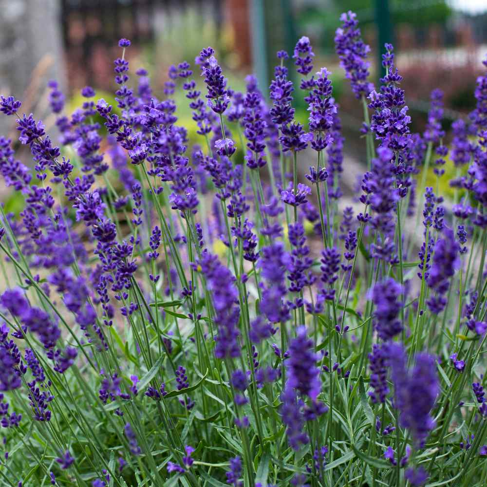 Hidcote Lavender Perennial
