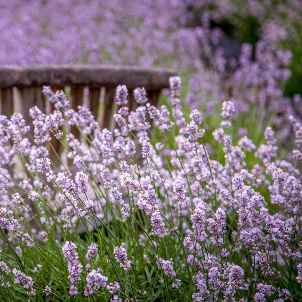 Lavender Seed Lavandula Angustifolia Rosea Herb Seeds