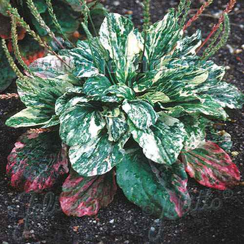 Variegated Plantain