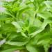 Stevia Herb Seed