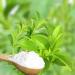 Stevia Herb Plant