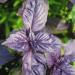 Purple Basil Foliage