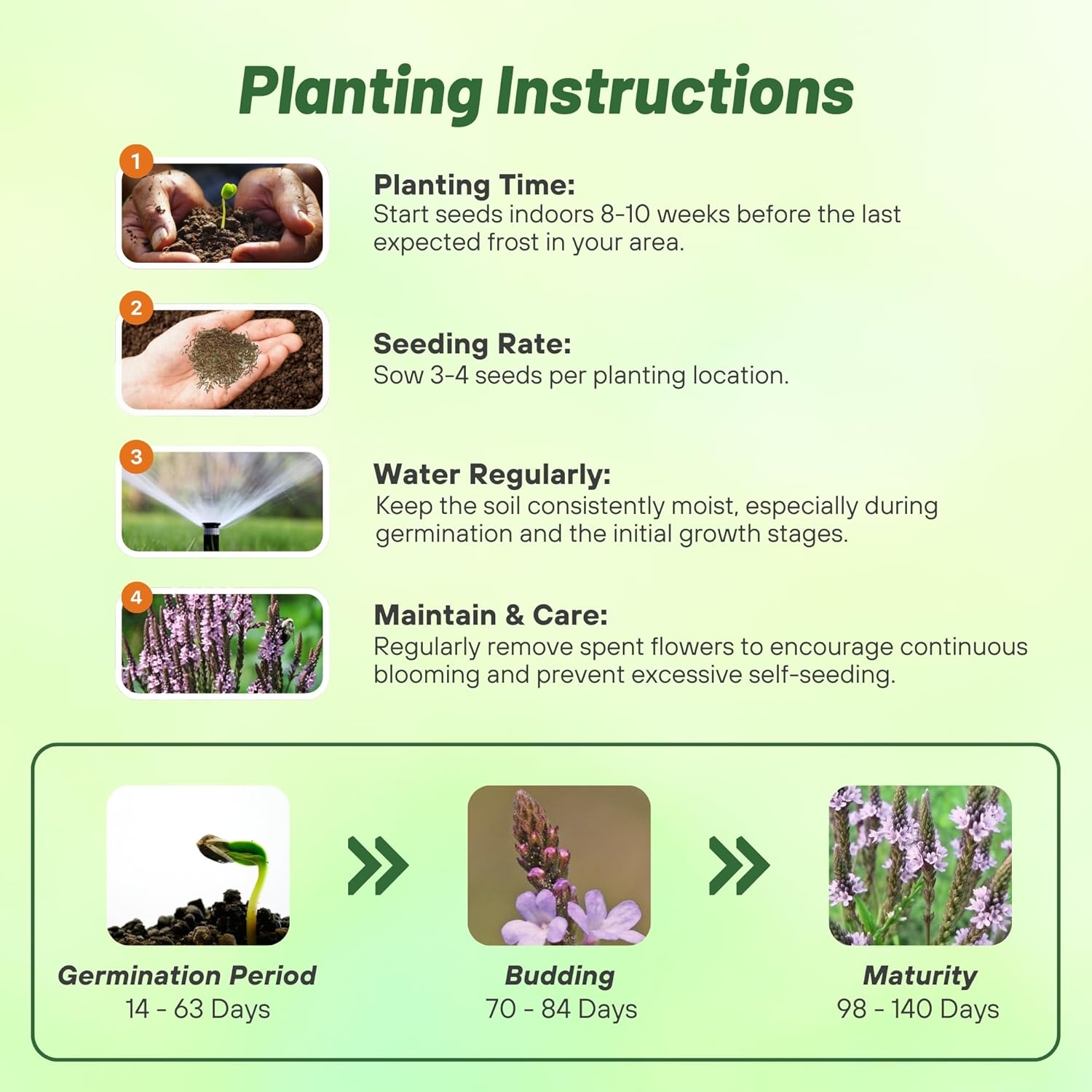 Common Vervain Planting Directions