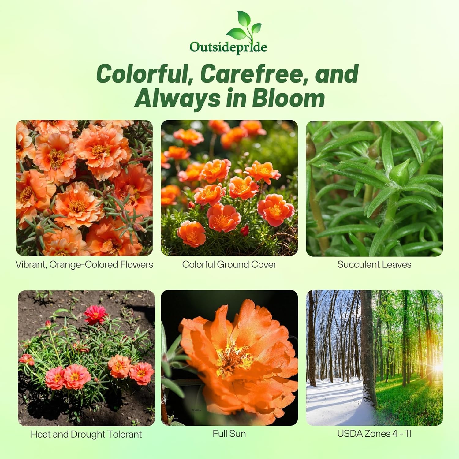 Orange Moss Rose Ground Cover