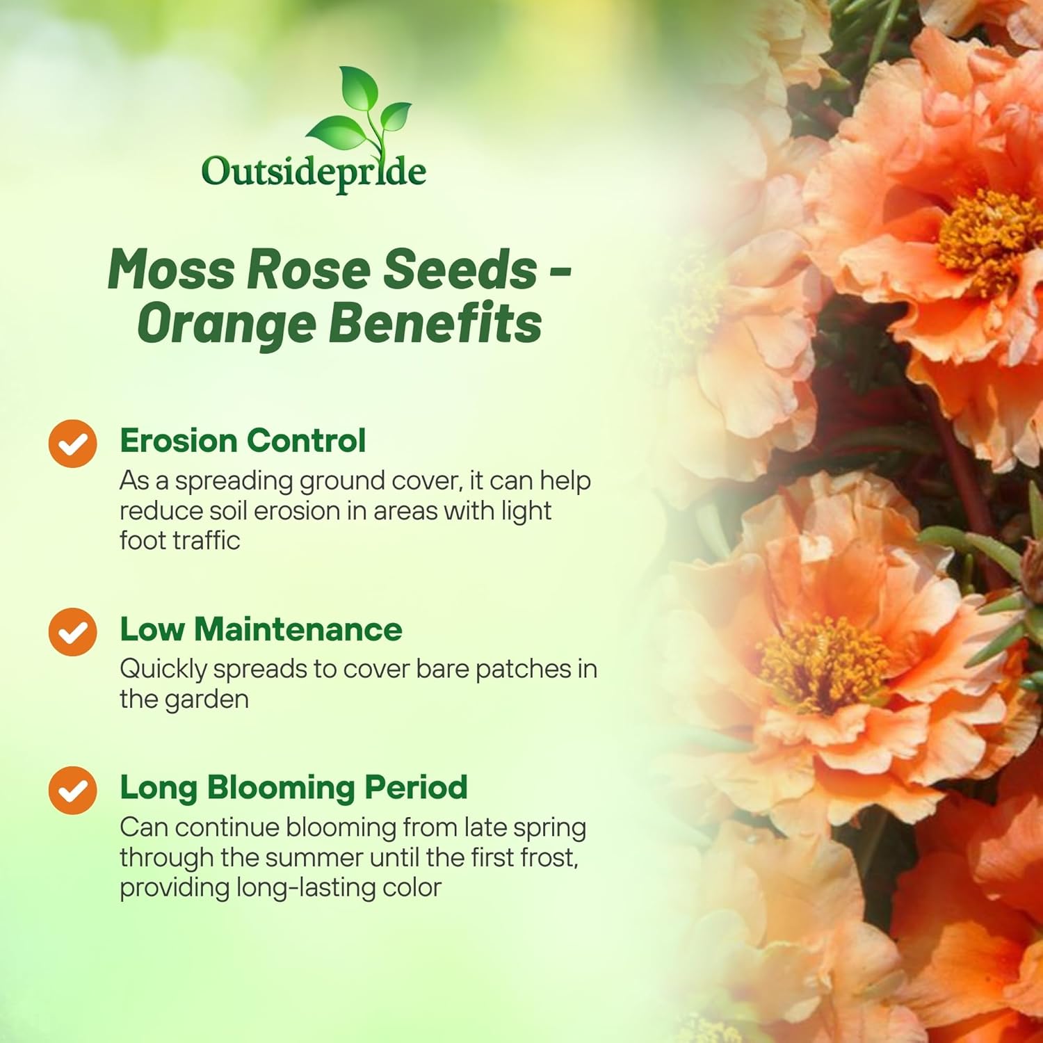 Orange Moss Rose Succulent Plants