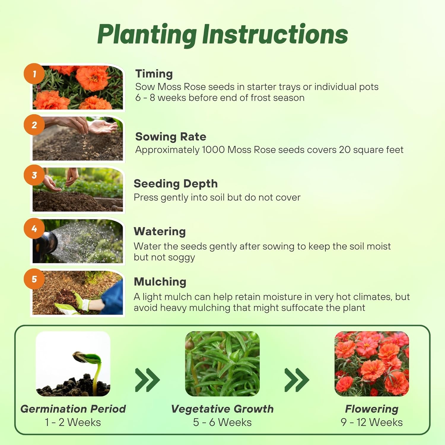 Orange Moss Rose Planting Directions
