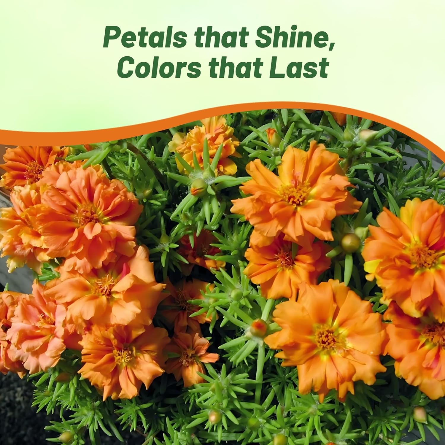 Orange Moss Rose Heat Tolerance