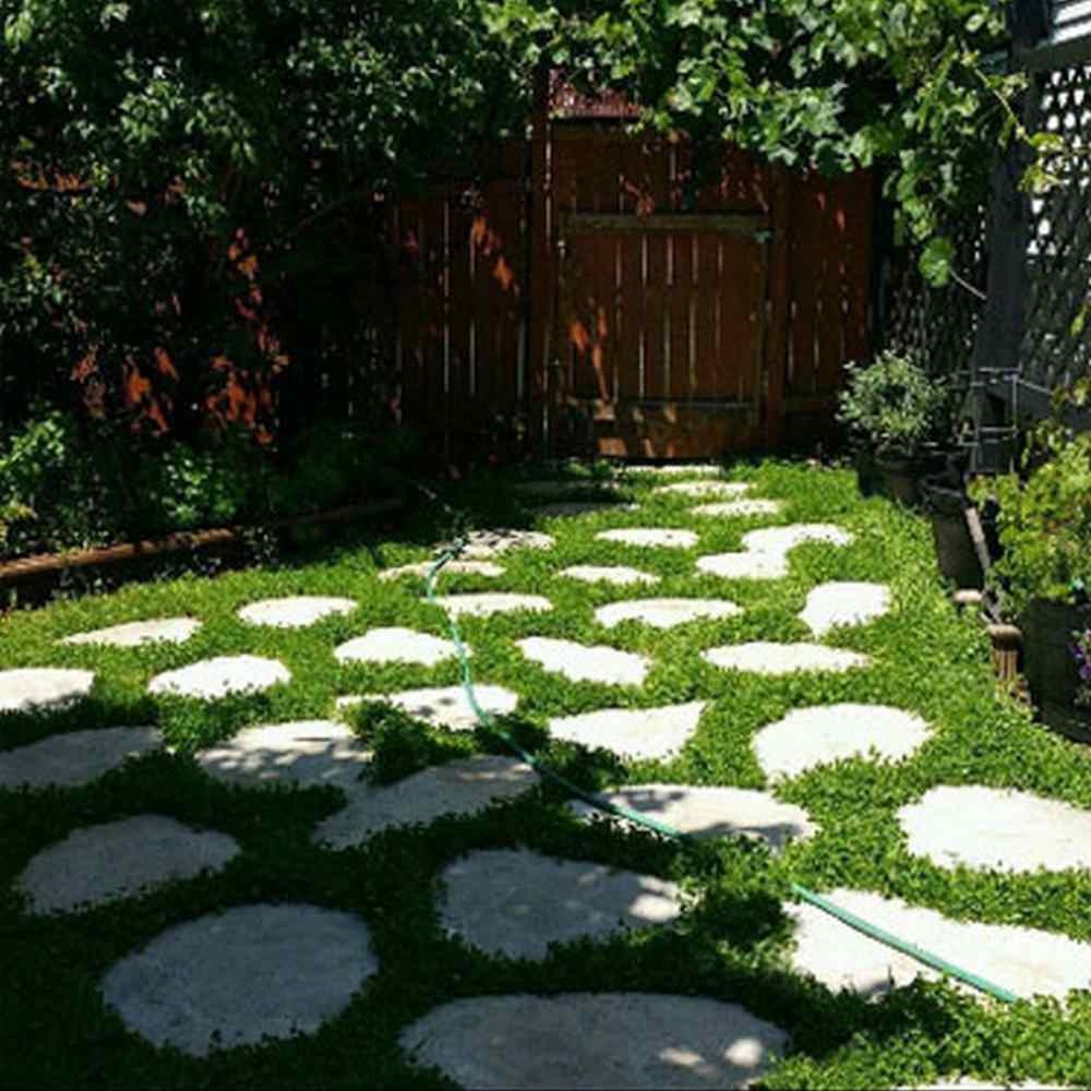 Miniclover® White Clover Seeds For Clover Lawns