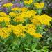 Achillea Yellow Ground Cover Plants