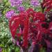 Amaranthus Tricolor Early Splendor Plant