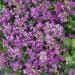 Arabis Spring Charm Ground Cover Plants