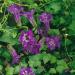 asarina violet flowers