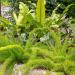 Asparagus Fern Meyeri Potted Plants
