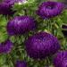 Aster Gremlin Dark Violet Cut Flowers