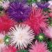 Aster Needle Flower Mix