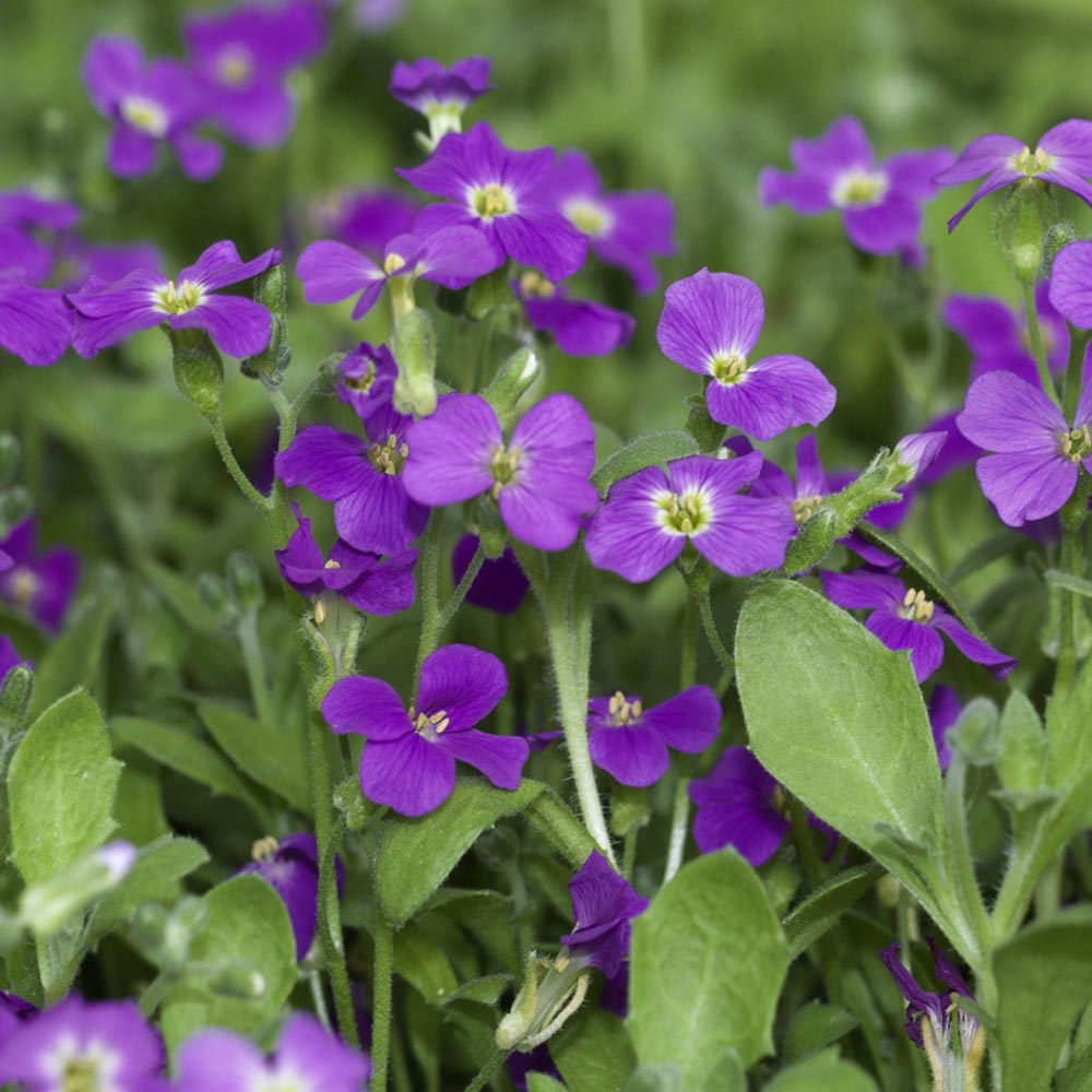 Aubrieta Whitewell Gem Ground Cover Seed