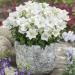 Campanula Carpatica White Garden White Flowers