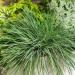 Blue Hair Grass Container Plant