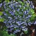 Asperula Orientalis Blue Woodruff