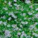 Asperula Orientalis Blue Surprise