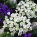 white bellflower flowers