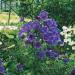blue canterbury bells flowers
