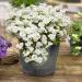 Iberis Candytuft Container Plants