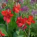 Red Canna Flower Bed