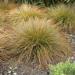 Carex Testacea Container Grass