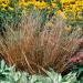 Carex Red Rooster Grass