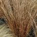 Carex Red Rooster Ornamental Grass Seed