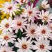 Catananche White Flowers