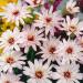 Catananche White Flowers