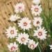 Catananche White Garden Flowers