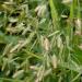 River Oats Ornamental Grasses