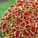 Coleus Wizard Scarlet Foliage Plants