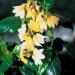 Crossandra Yellow Splash Garden Flower