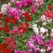 Cyclamen Flower Container Mix
