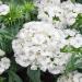 Dianthus White Flowers