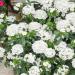 Dianthus Barbatus White Flowers