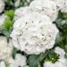 White Sweet William Flowers