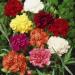 Carnation Chabaud Flower Mix