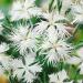 white dianthus flowers